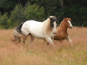 pferde 2009 001.jpg